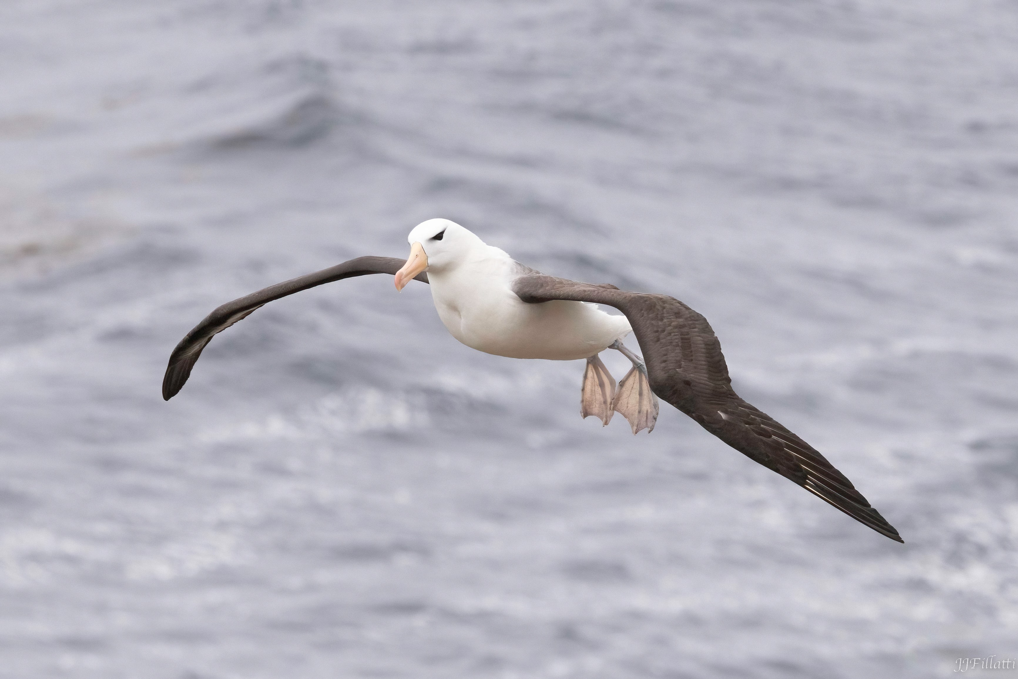 bird of the falklands image 94